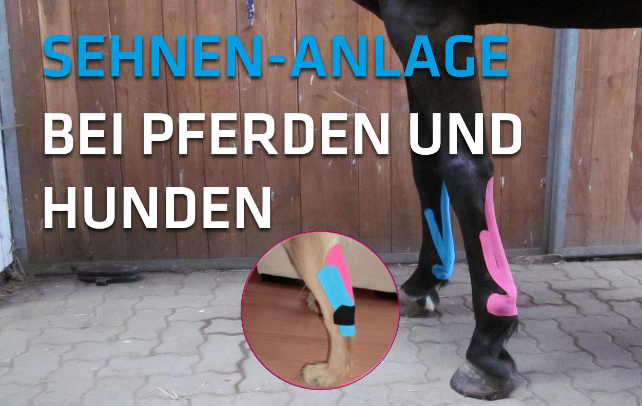 20210719_K-Active_Sehnenanlage_Titel_V2